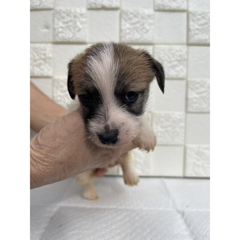 販売中の群馬県のジャックラッセルテリア-425434の1枚目