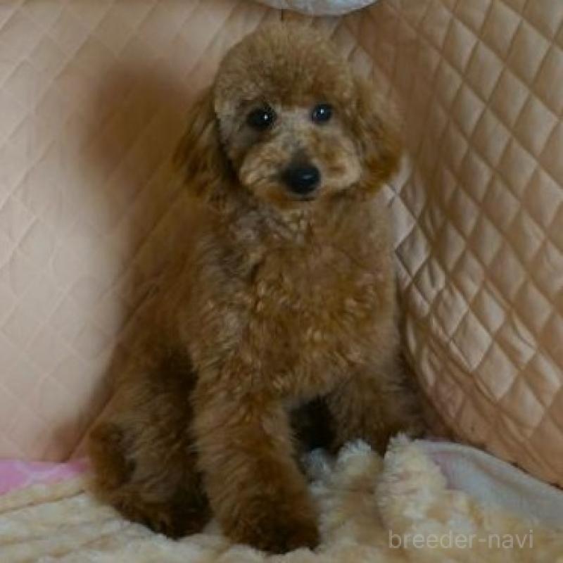 販売中の大阪府のトイプードル-425435の1枚目