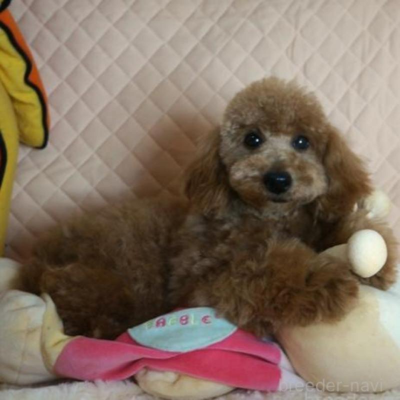 販売中の大阪府のトイプードル-425435の6枚目