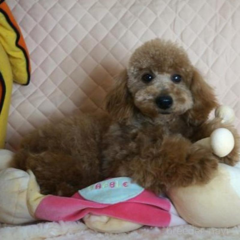 販売中の大阪府のトイプードル-425435の5枚目