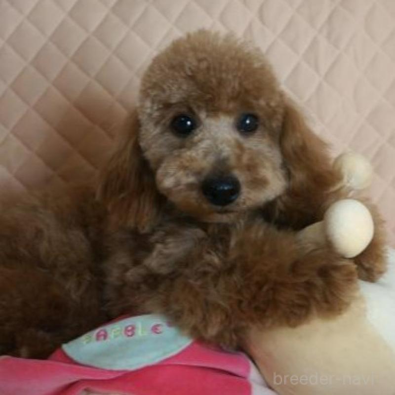 販売中の大阪府のトイプードル-425435の4枚目