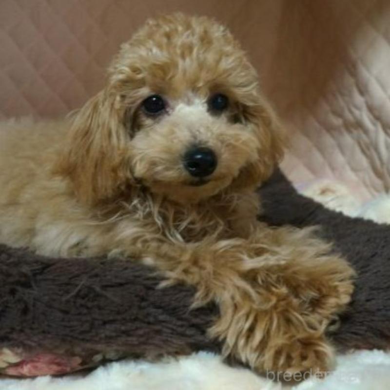 販売中の大阪府のトイプードル-425435の3枚目