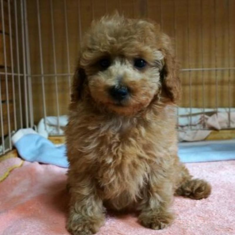 販売中の大阪府のトイプードル-425435の2枚目