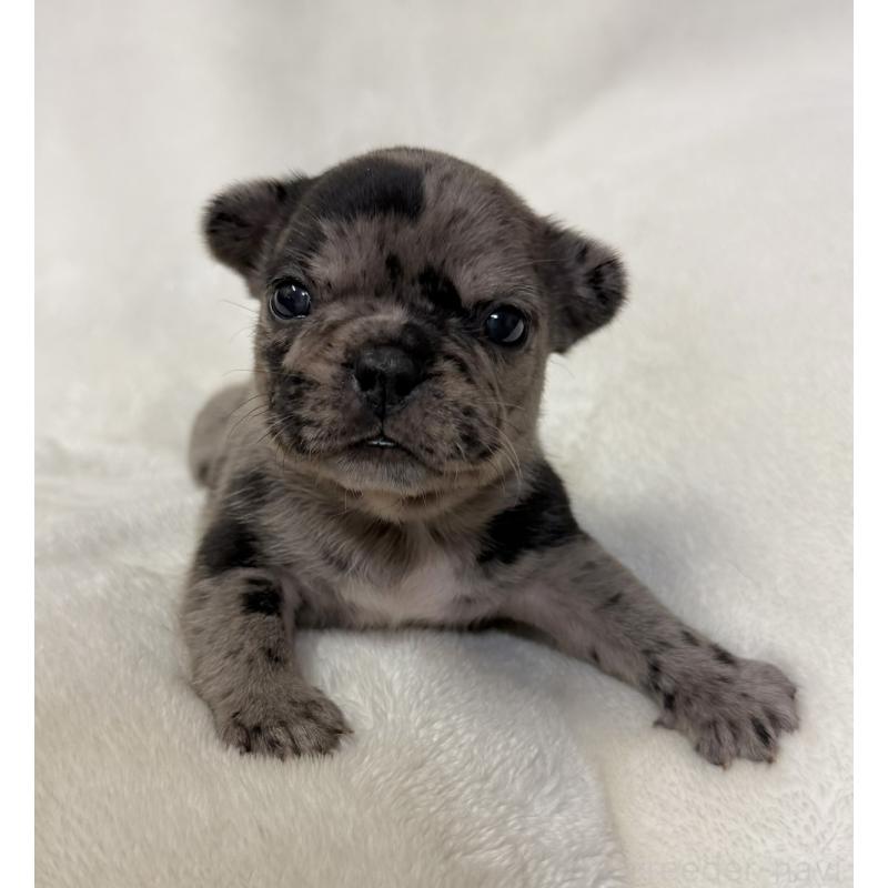 販売中の山口県のフレンチブルドッグ-425436の1枚目