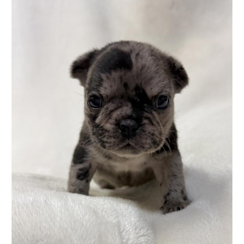 販売中の山口県のフレンチブルドッグ-425436の5枚目