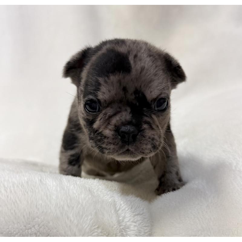 販売中の山口県のフレンチブルドッグ-425436の4枚目