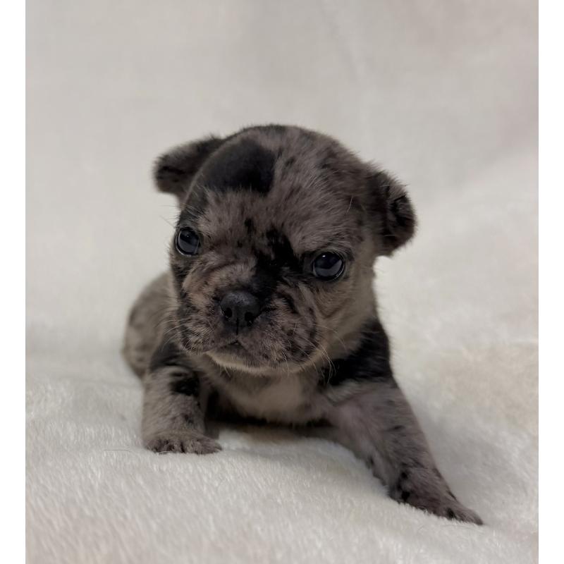 販売中の山口県のフレンチブルドッグ-425436の3枚目