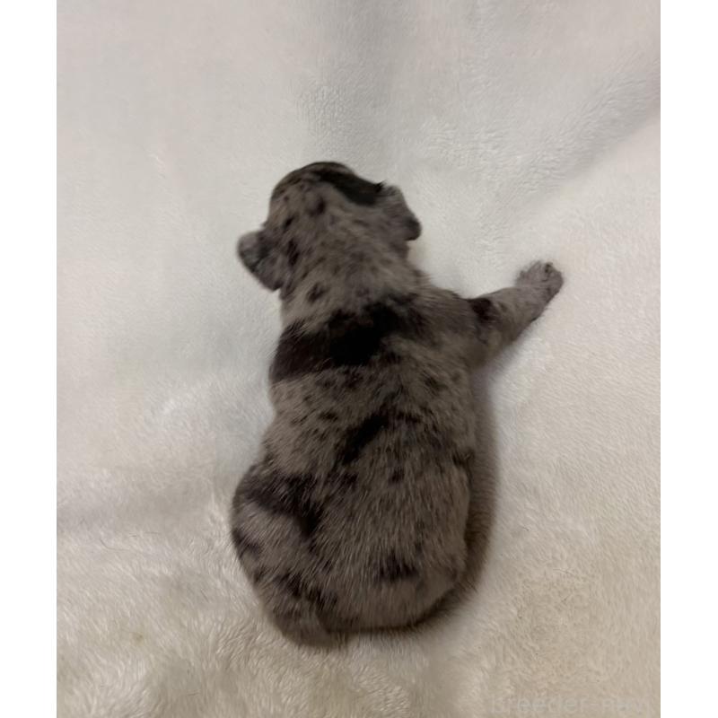 販売中の山口県のフレンチブルドッグ-425436の2枚目