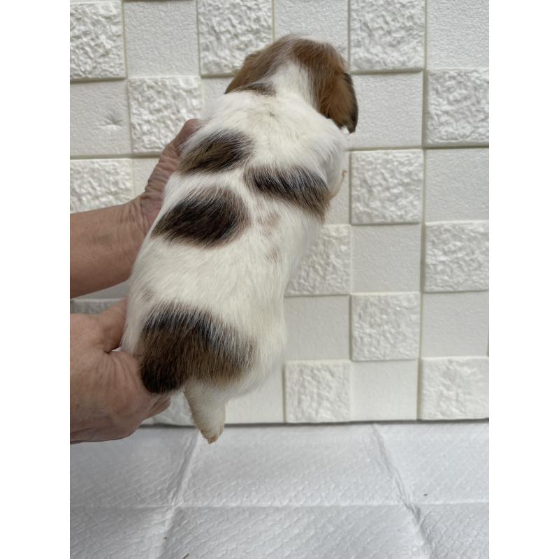 販売中の群馬県のジャックラッセルテリア-425437の10枚目