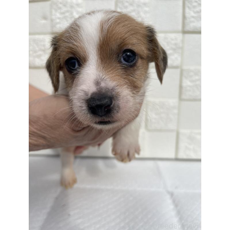 販売中の群馬県のジャックラッセルテリア-425437の9枚目