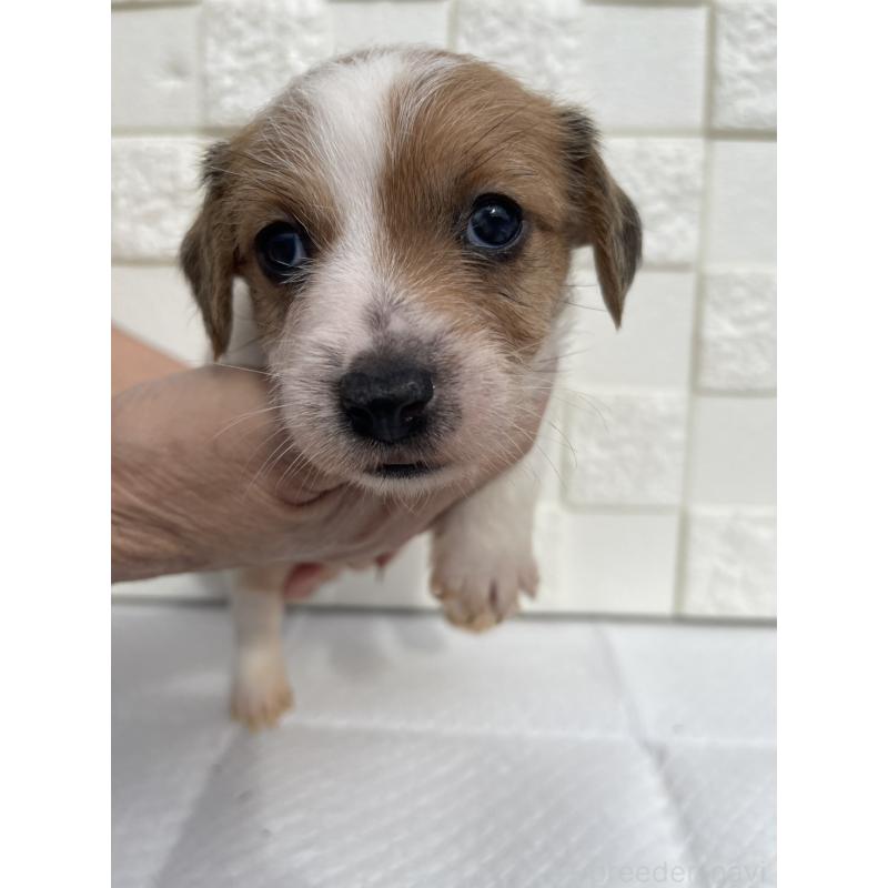 販売中の群馬県のジャックラッセルテリア-425437の8枚目