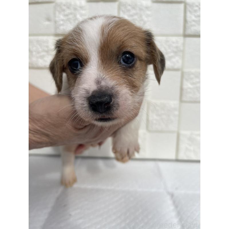 販売中の群馬県のジャックラッセルテリア-425437の7枚目