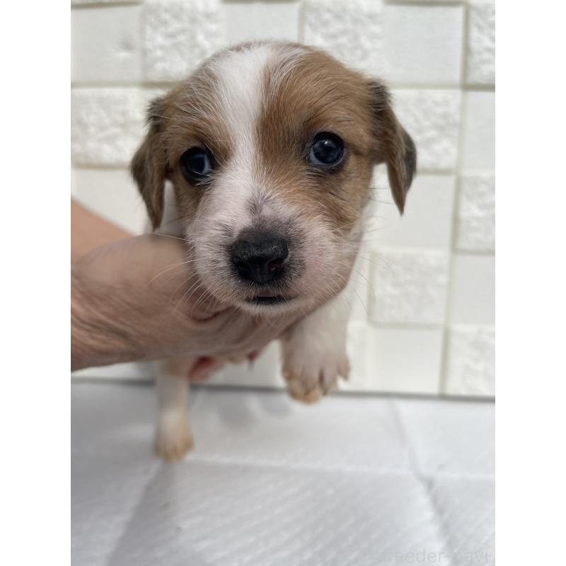 販売中の群馬県のジャックラッセルテリア-425437の6枚目