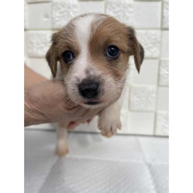 販売中の群馬県のジャックラッセルテリア-425437の5枚目