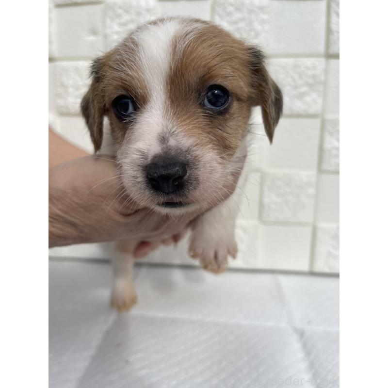 販売中の群馬県のジャックラッセルテリア-425437の4枚目