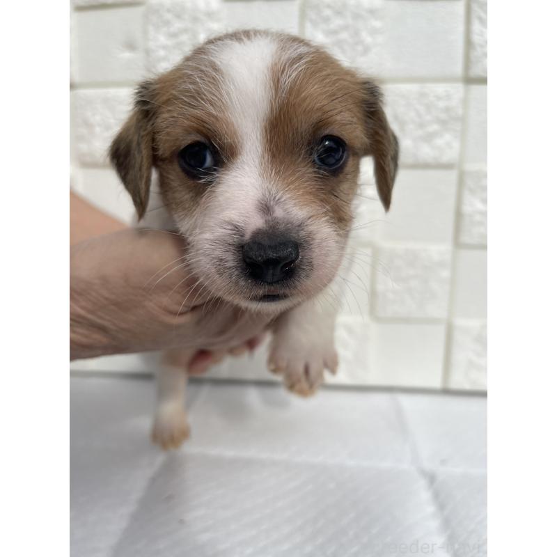 販売中の群馬県のジャックラッセルテリア-425437