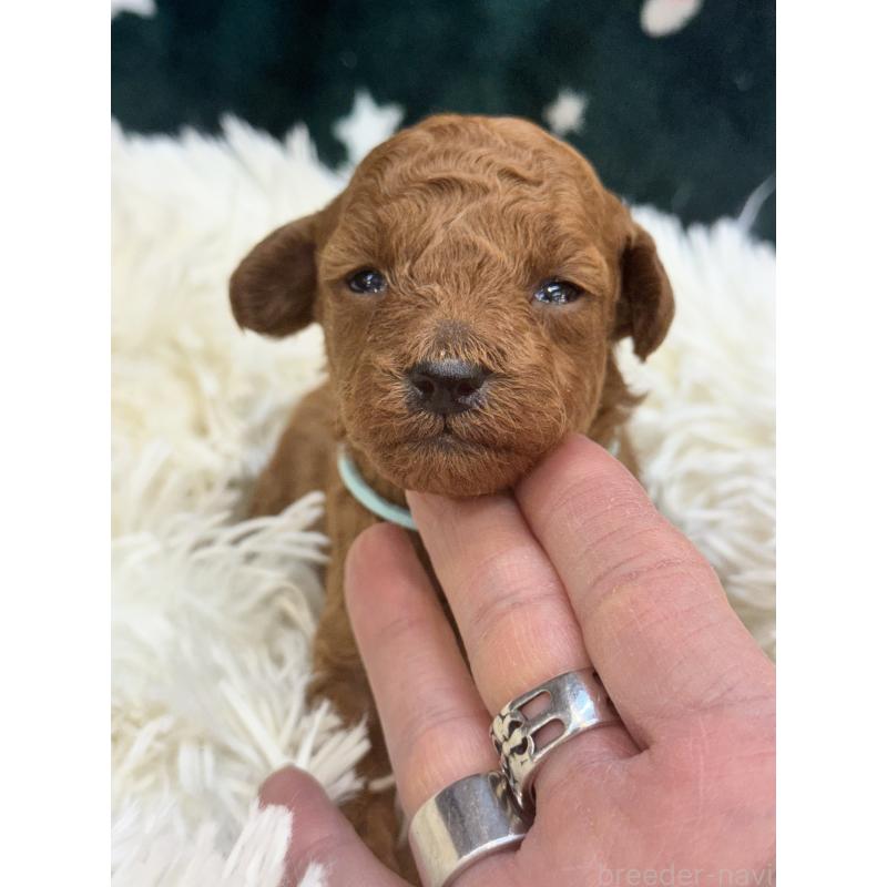 販売中の東京都のタイニープードル-425438の5枚目