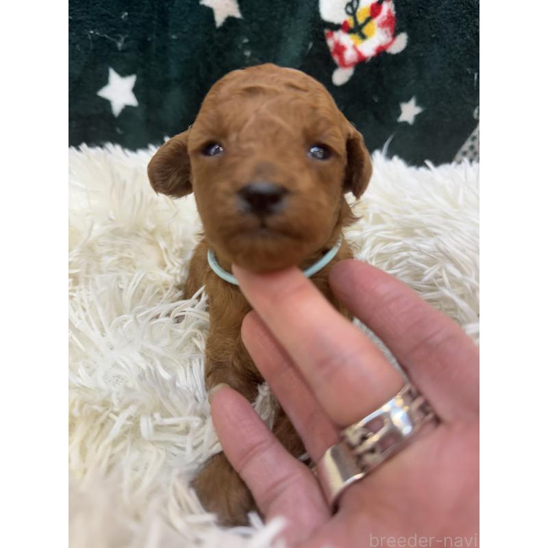 販売中の東京都のタイニープードル-425438の1枚目