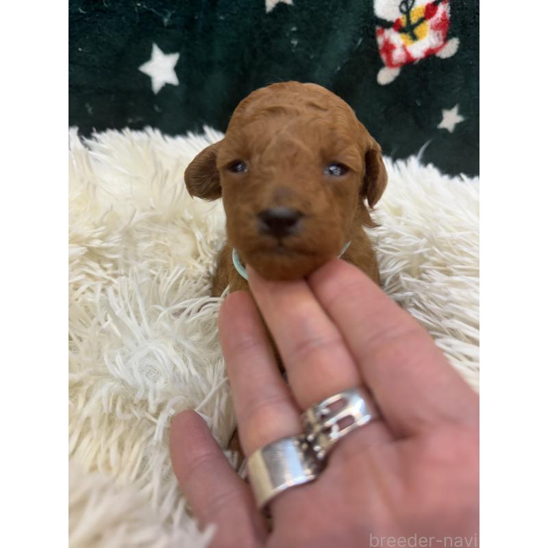 販売中の東京都のタイニープードル-425438の4枚目
