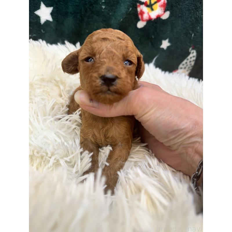 販売中の東京都のタイニープードル-425438の3枚目