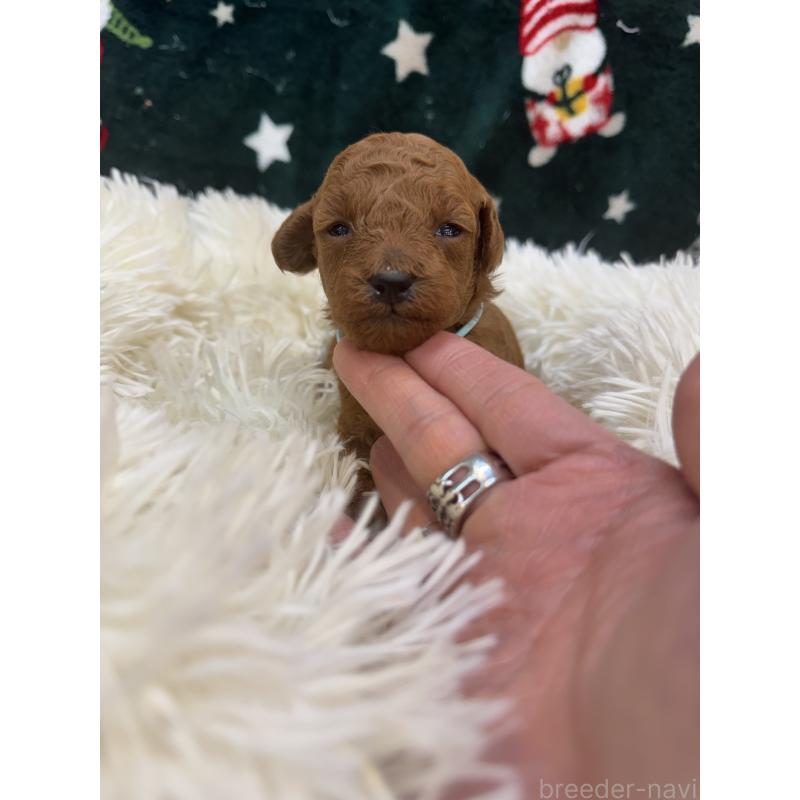 販売中の東京都のタイニープードル-425438の2枚目