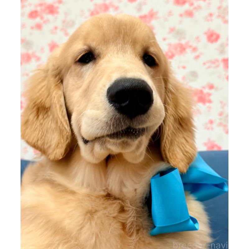 販売中の静岡県のゴールデンレトリーバー-425443の11枚目