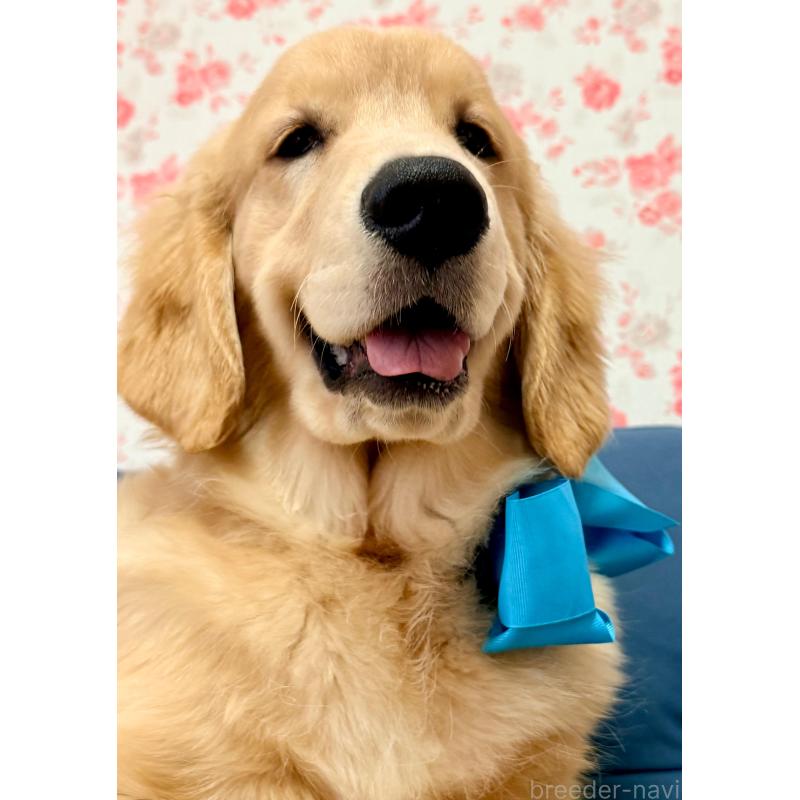 販売中の静岡県のゴールデンレトリーバー-425443の10枚目