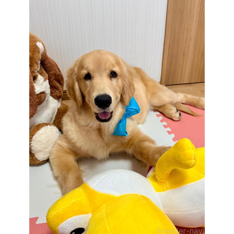 販売中の静岡県のゴールデンレトリーバー-425443の9枚目