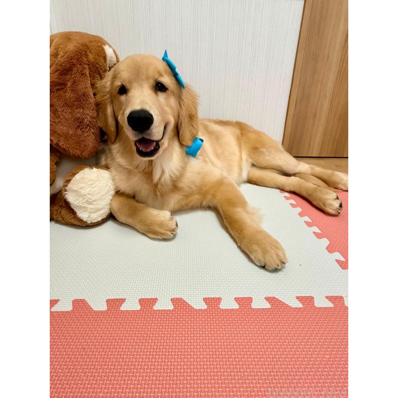 販売中の静岡県のゴールデンレトリーバー-425443の7枚目