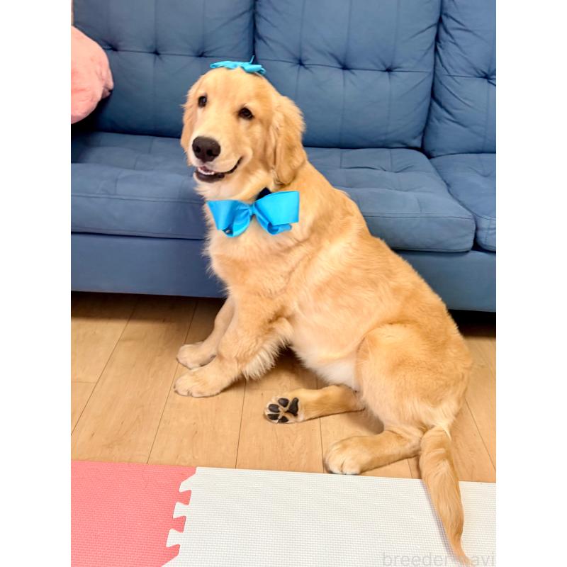 販売中の静岡県のゴールデンレトリーバー-425443の6枚目