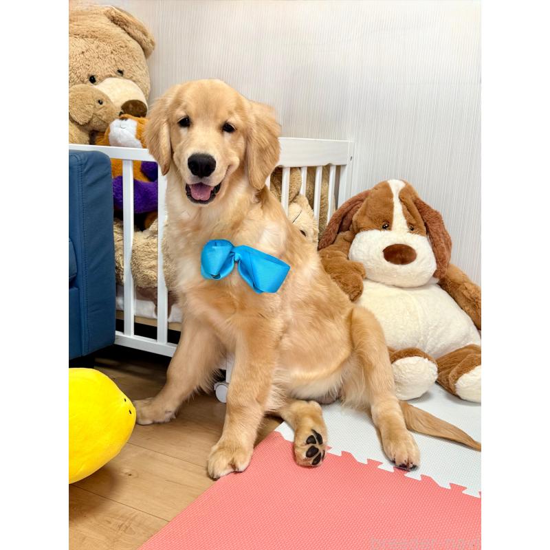 販売中の静岡県のゴールデンレトリーバー-425443の5枚目