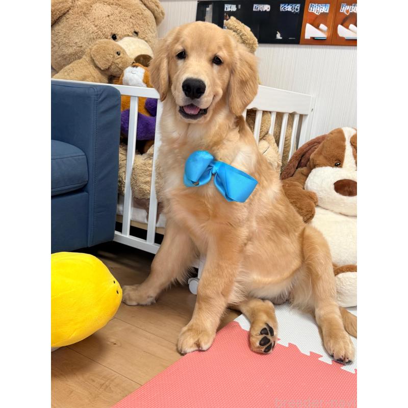 販売中の静岡県のゴールデンレトリーバー-425443の4枚目