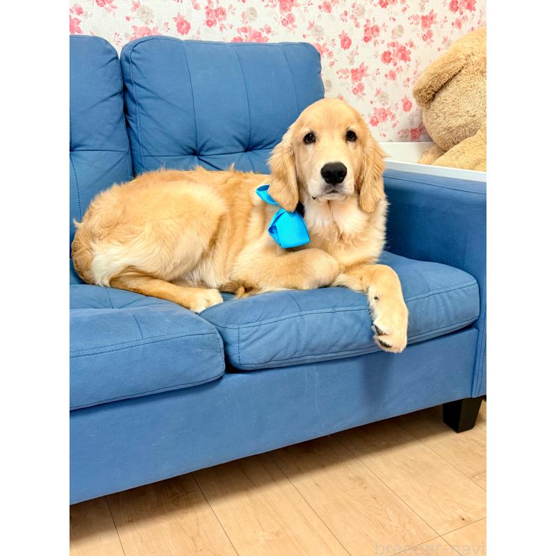 販売中の静岡県のゴールデンレトリーバー-425443の3枚目