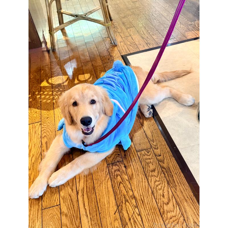 販売中の静岡県のゴールデンレトリーバー-425443の2枚目