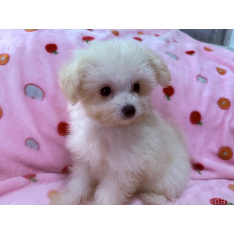 成約済の大分県のポメプー:ポメラニアン×トイプードル-418848の3枚目