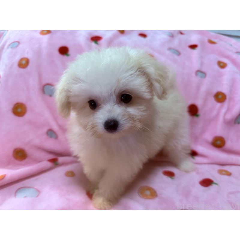 成約済の大分県のポメプー:ポメラニアン×トイプードル-418848の2枚目