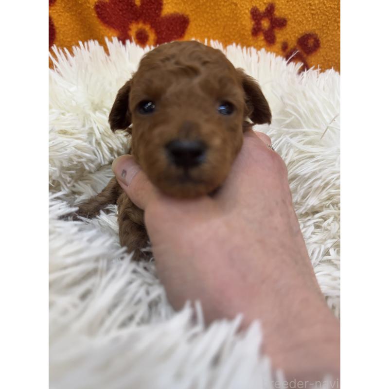 販売中の東京都のタイニープードル-425439