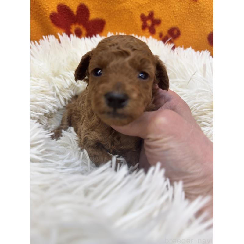 販売中の東京都のタイニープードル-425439の5枚目