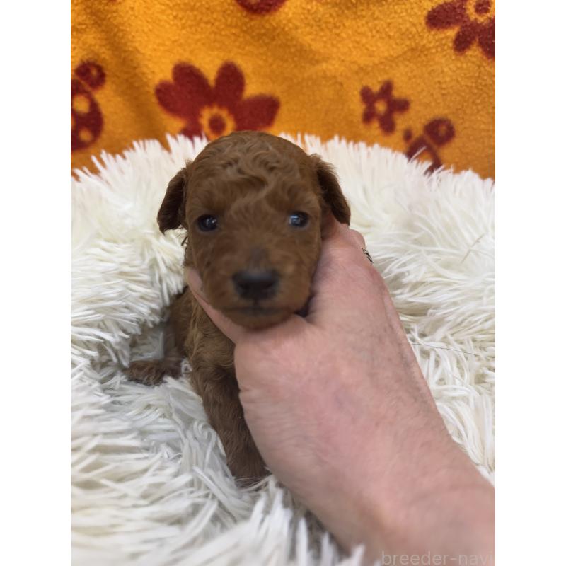 販売中の東京都のタイニープードル-425439の3枚目