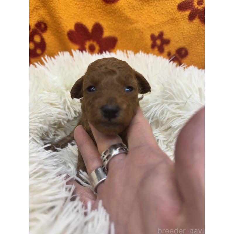 販売中の東京都のタイニープードル-425439の2枚目