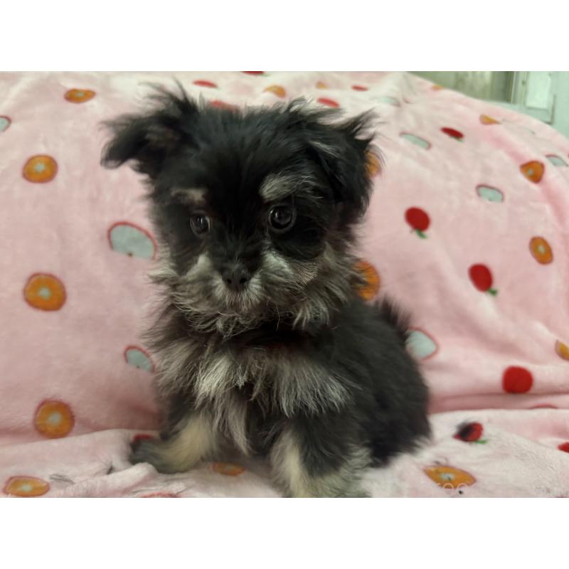 販売中の大分県のポメマル:ポメラニアン×マルチーズ-418852の3枚目