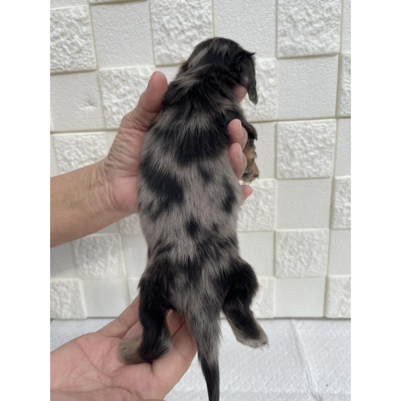 販売中の群馬県のミニチュアダックスフンド(ロングヘアード)-425440の10枚目