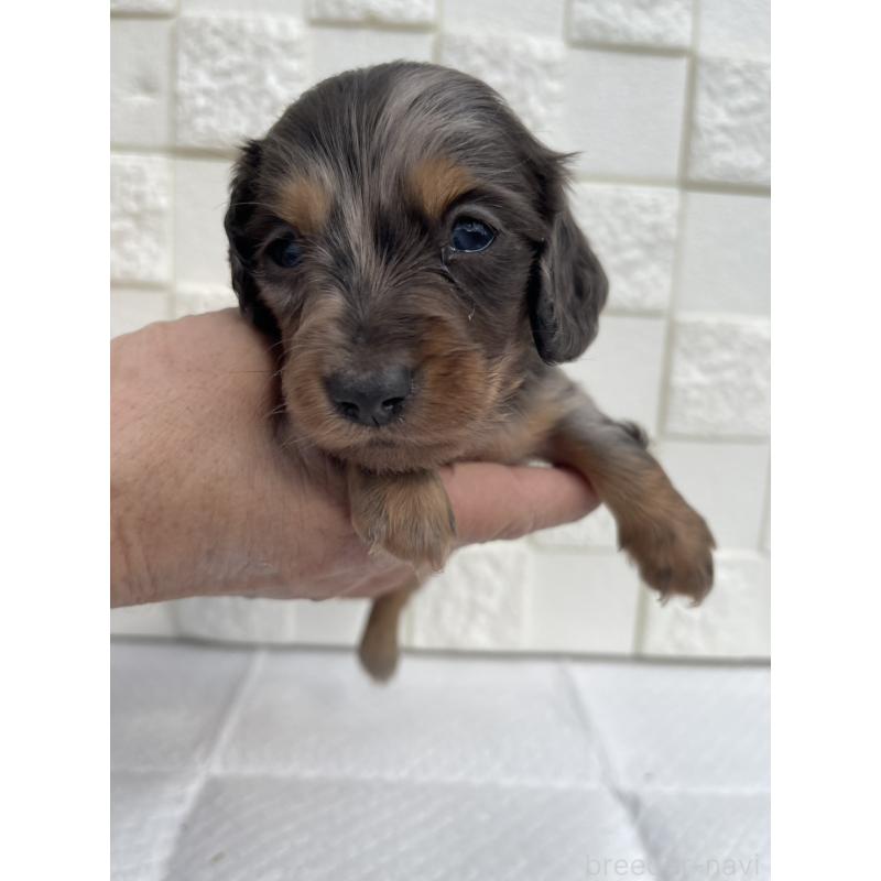 販売中の群馬県のミニチュアダックスフンド(ロングヘアード)-425440の9枚目