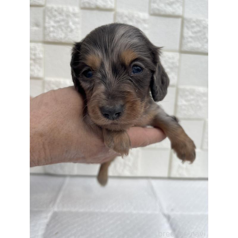 販売中の群馬県のミニチュアダックスフンド(ロングヘアード)-425440の8枚目