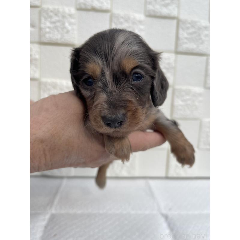 販売中の群馬県のミニチュアダックスフンド(ロングヘアード)-425440の7枚目