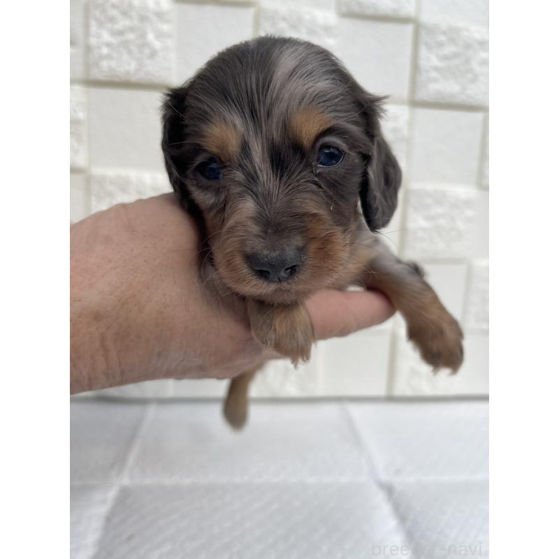 販売中の群馬県のミニチュアダックスフンド(ロングヘアード)-425440の6枚目