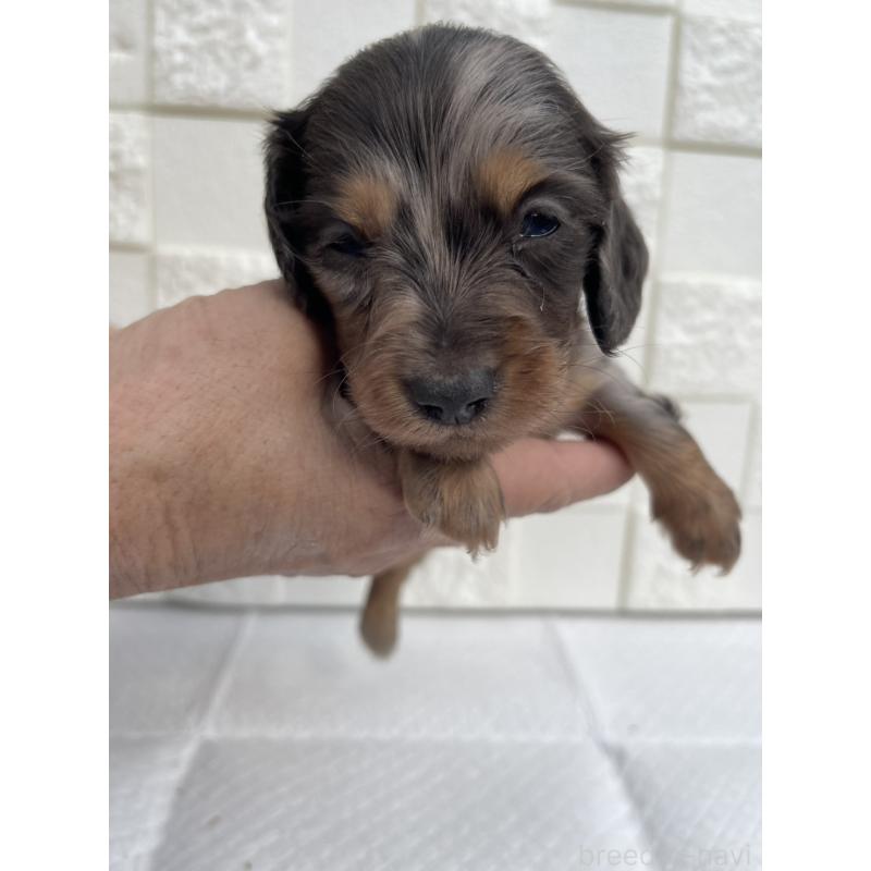 販売中の群馬県のミニチュアダックスフンド(ロングヘアード)-425440の5枚目