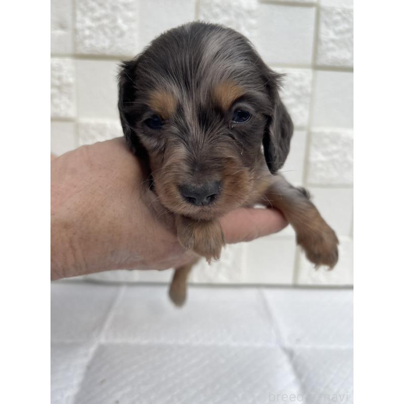 販売中の群馬県のミニチュアダックスフンド(ロングヘアード)-425440の4枚目