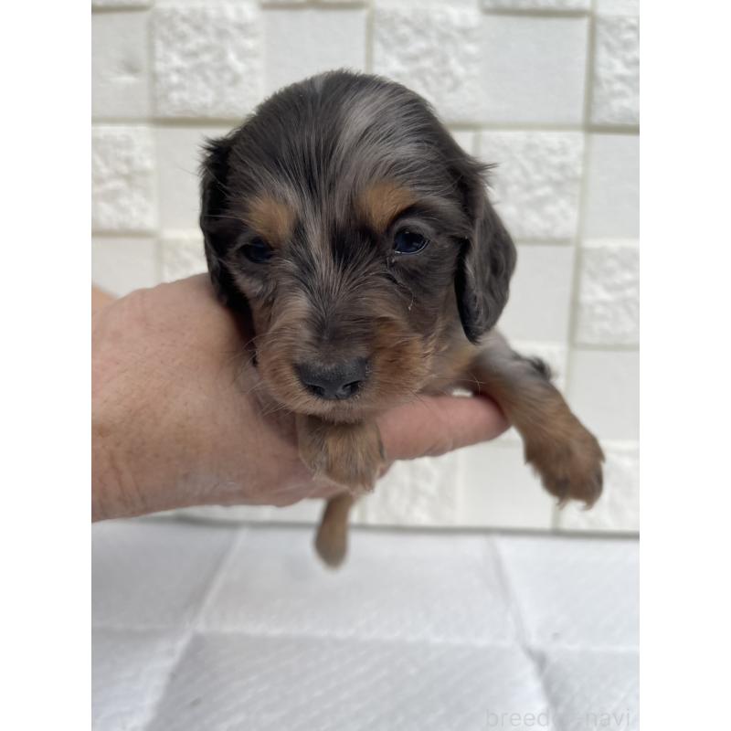 販売中の群馬県のミニチュアダックスフンド(ロングヘアード)-425440の3枚目