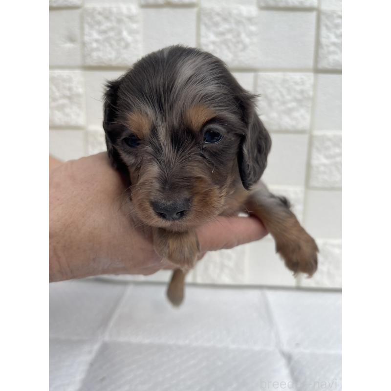 販売中の群馬県のミニチュアダックスフンド(ロングヘアード)-425440の2枚目